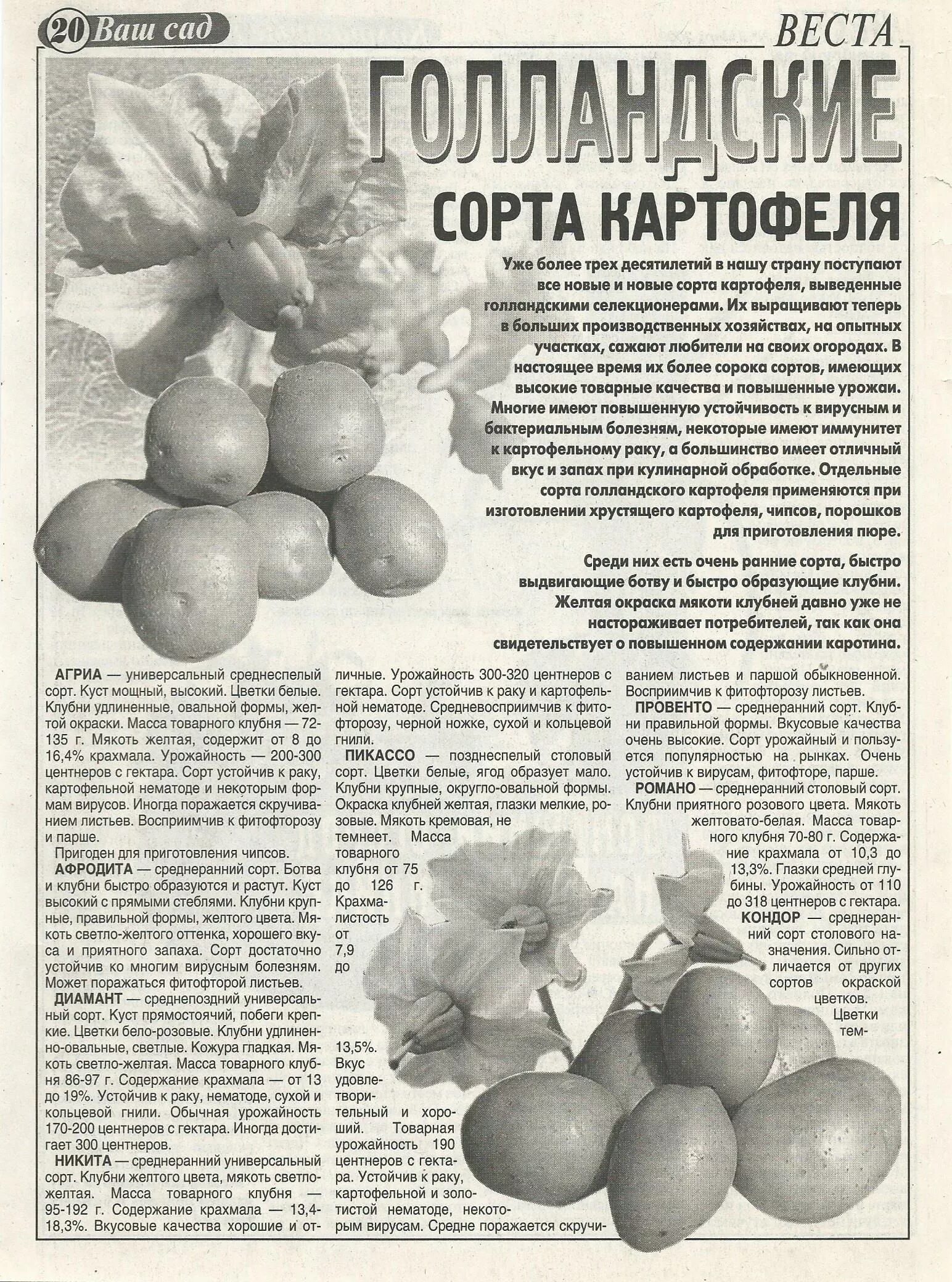 Примабель описание сорта картофель. Сорт картошки голландка. голландская картошка сорта. голландские сорта картофеля. сорт картофеля голландка.