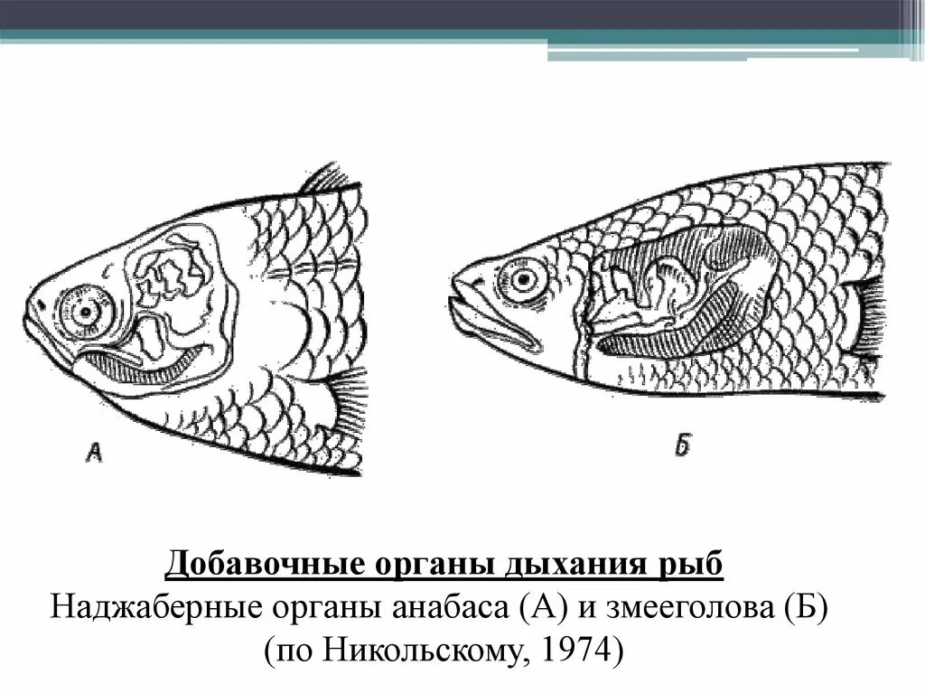 Дыхание рыб в воде. Лабиринтовый орган у рыб. Лабиринтовый аппарат рыб. НАДЖАБЕРНЫЙ орган змееголова. Орган дыхания лабиринтовых рыб.