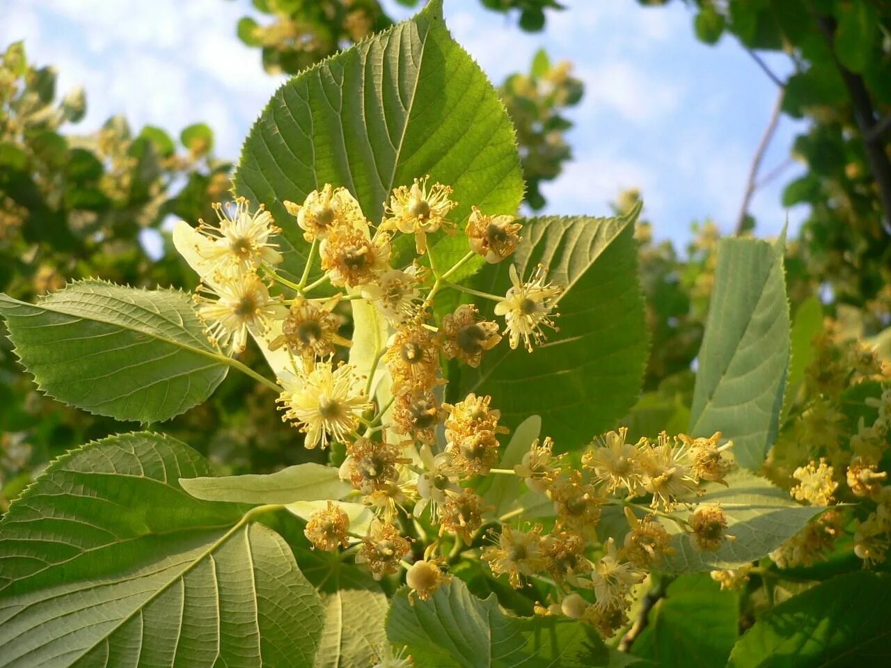 Липа мелколистная сердцевидная. Липа сердцевидная Tilia cordata. Липа мелколистная лист. Липа мелколистная цветет. Как вырастить липу