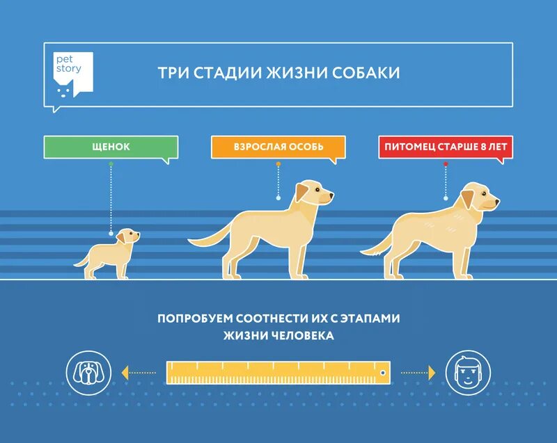 1 год жизни собак. Возраст собак. Возраст собаки по человеческим меркам. Собачьи года. Возраст мелких собак по человеческим меркам.