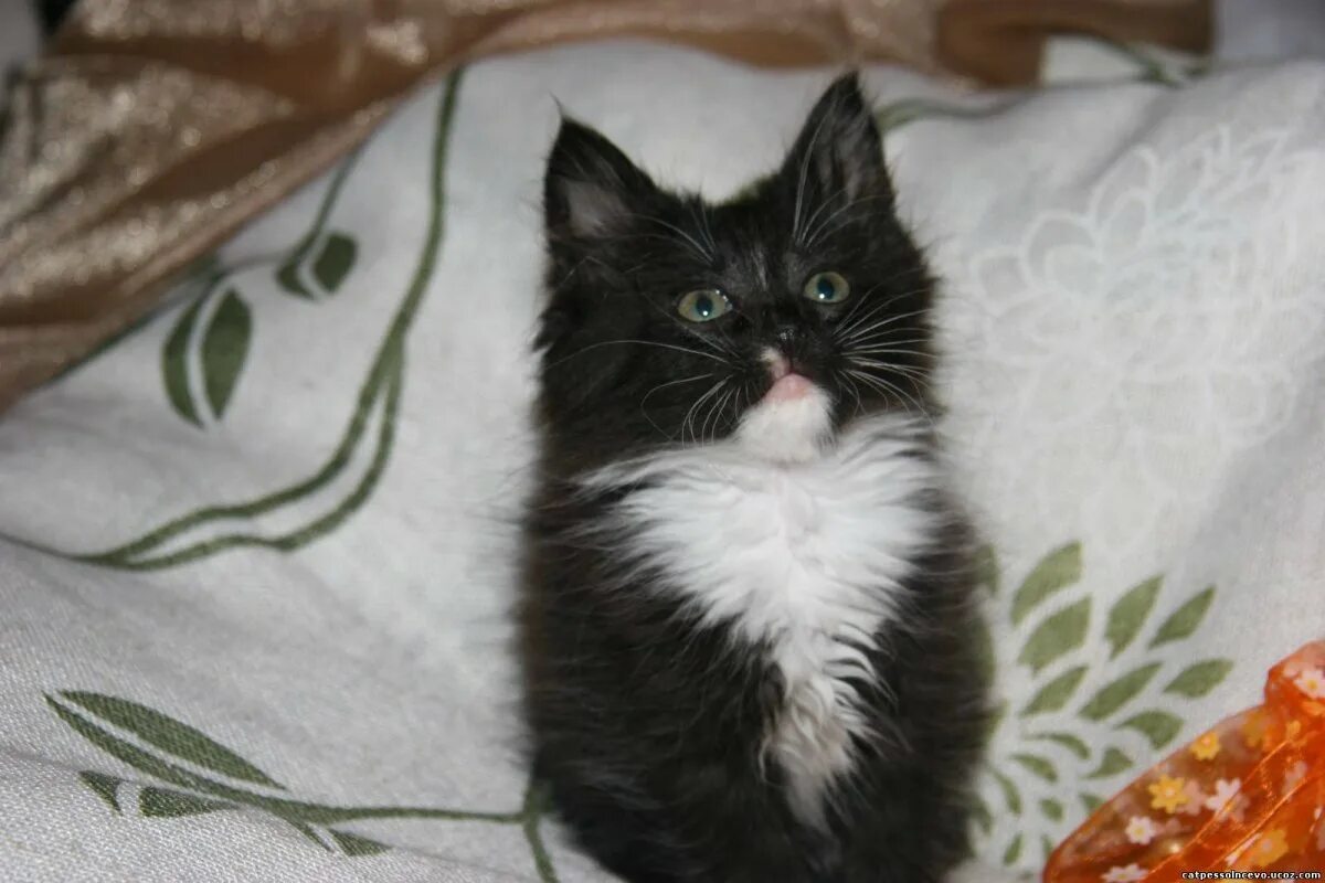 Коты с белыми лапками
