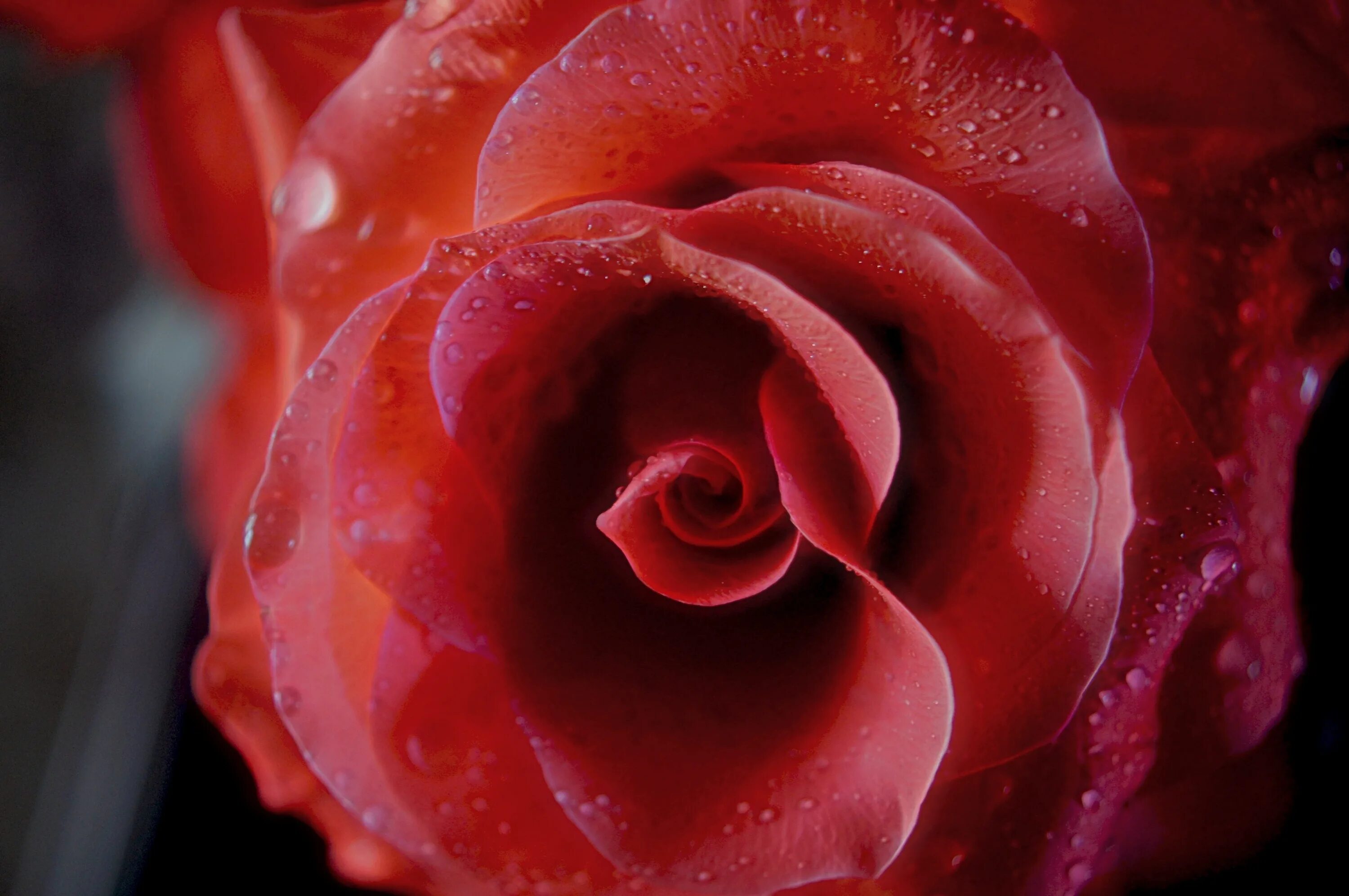 Страстный цветок. Красные розы. Цветок с красным бутоном. Розы красного цвета.