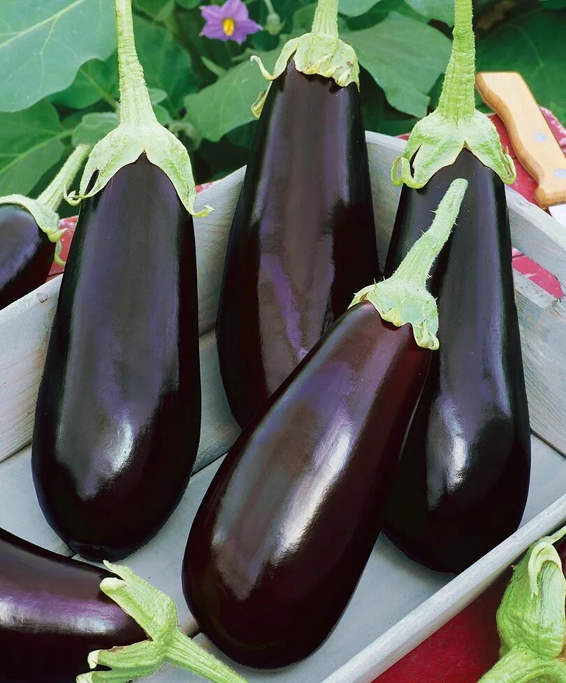 Баклажан сорт алешка. Баклажан фабина f1. Семена. Баклажан бенеция f1. Баклажан алешка f1.