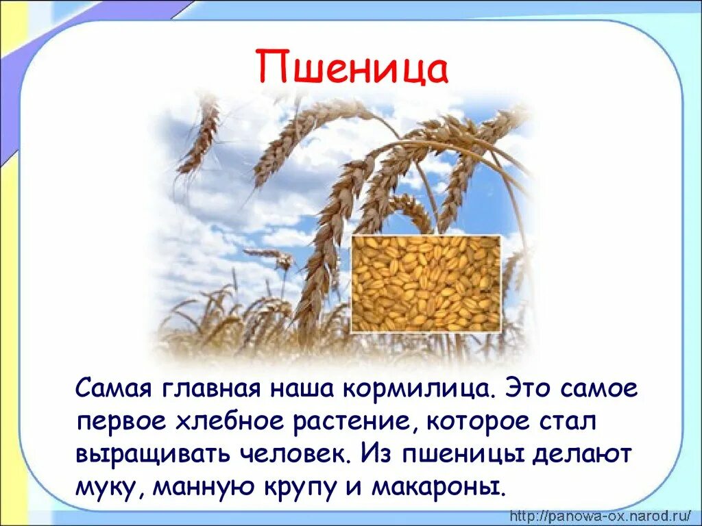 Растениеводство 3 класс презентация. Растениеводство 3 класс окружающий мир. Проект Растениеводство 3 класс. Сообщение на тему Растениеводство 3 класс окружающий мир. Пшеничный что значит