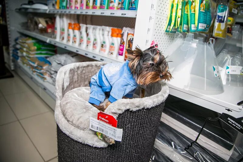 Зоомагазин товары для животных. Крупные зоомагазины с животными. Кошки и собаки. Большой зоомагазин. Всемирный день домашних животных.