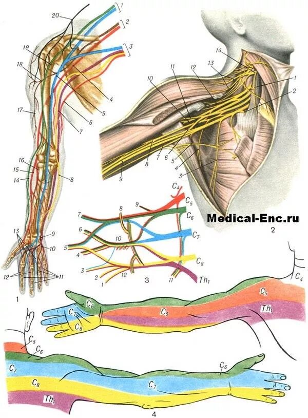 Нервы плечевого сплетения анатомия. Плечевое сплетение анатомия нервы и иннервация. Зоны иннервации плечевого сплетения. Плечевое сплетение Неттер.