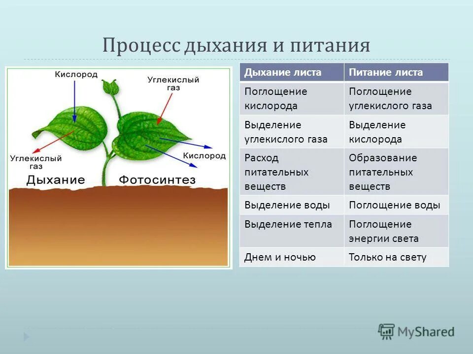 В какое время дышат растения