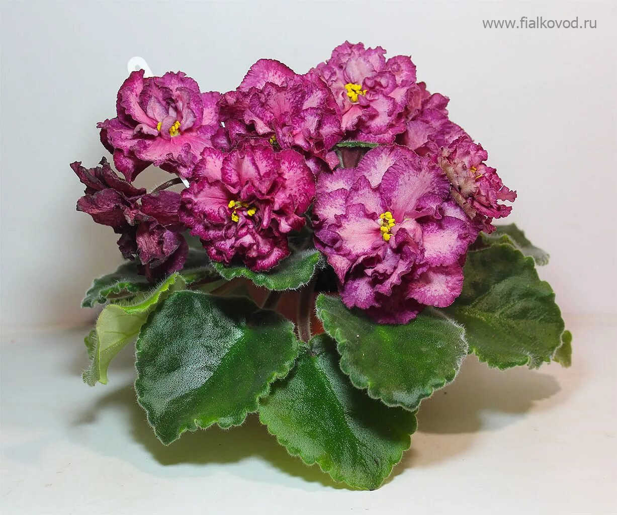 Pin by Anna Kerley on African Violets African violets plants, African violets, V
