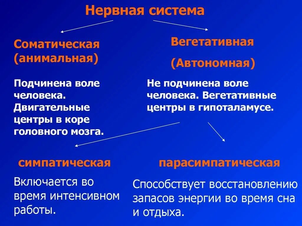 Функции соматической и вегетативной нервной системы. Типы нервной системы вегетативная и соматическая. Вегетативная и соматическая нервная сис. Соматическая нервная система.