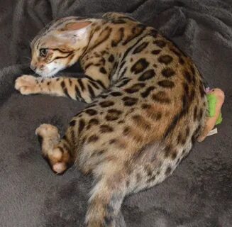 Вес бенгальского котенка