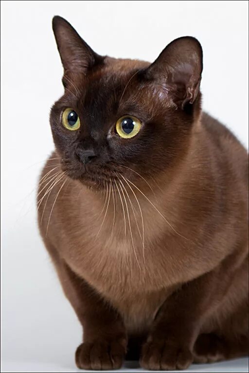 Породы коричневых котов. Бурманская порода. Бурманская порода кошек. Европейская Бурма кошка. Шоколадная Бурманская кошка.