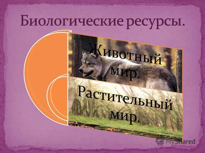 Биологические ресурсы. Биологические ресурсы России.