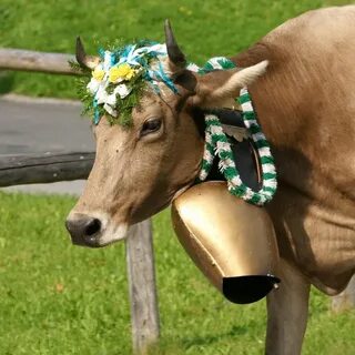 Колокольчик на шее