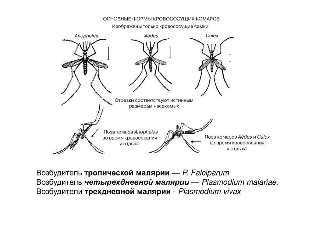 Какое развитие у малярийного комара. Москиты отличие от комаров. Отличие комара от малярийного. Отличия обыкновенного комара от малярийного. Комар обыкновенный и малярийный сравнительная.