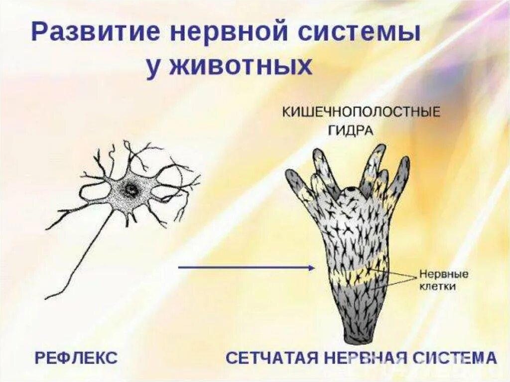 Нервная система кишечнополостных. Сетчатая нервная система. Тип нервной системы кишечнополостных. Нервная система животных