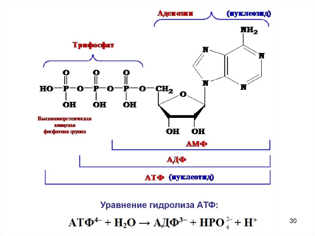 Атф фосфор. Схема гидролиза АТФ. Приведите схему ферментативного гидролиза АТФ.. Гидролиз ЦАМФ В щелочной среде. Схему гидролитического расщепления АТФ В организме.