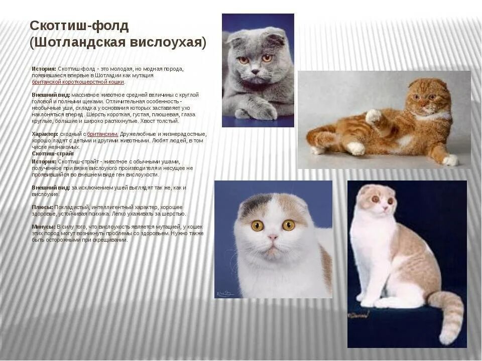 Чем кормят шотландских котят в месяц. Шотландская вислоухая кошка стандарт породы вес. Шотландская вислоухая кошка биколор. Коты породы Шотландская вислоухая характер. Рацион шотландской вислоухой котам.