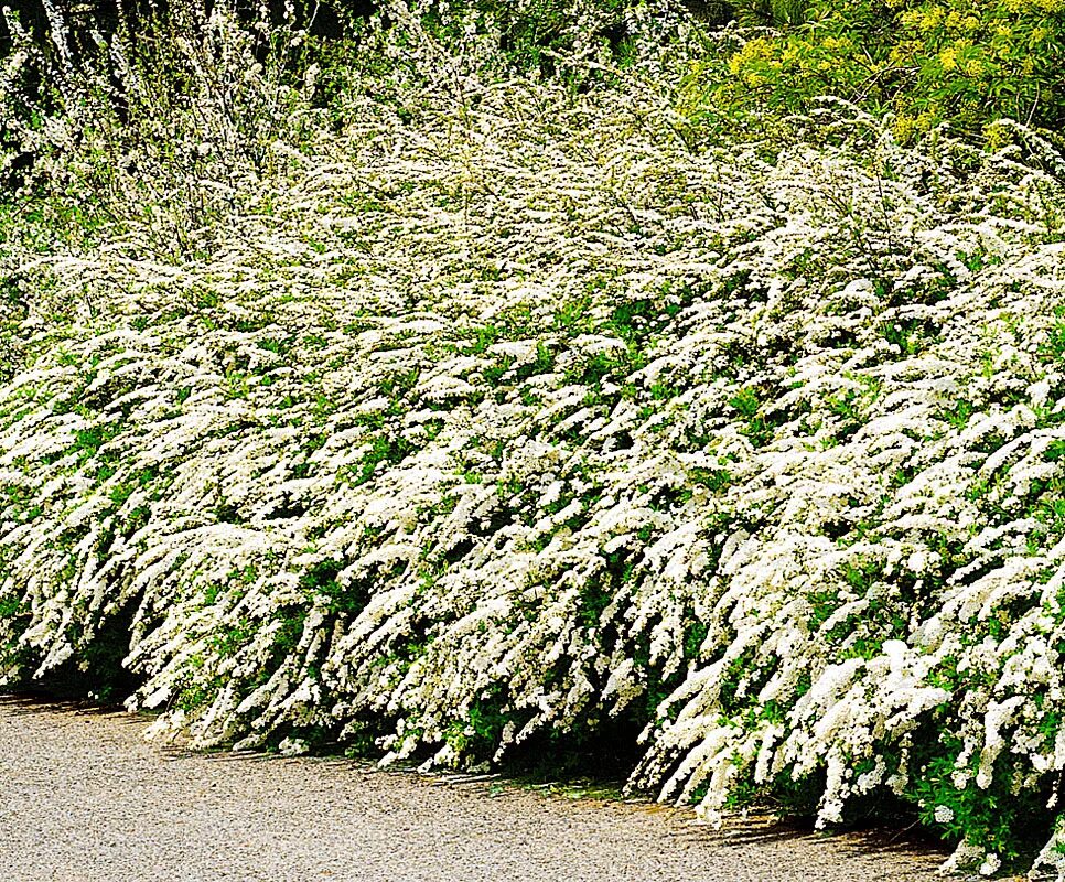 Какую почву любит спирея. Спирея аргута. спирея аргута (spiraea arguta). спирея ниппонская аргута. спирея острозазубренная аргута.