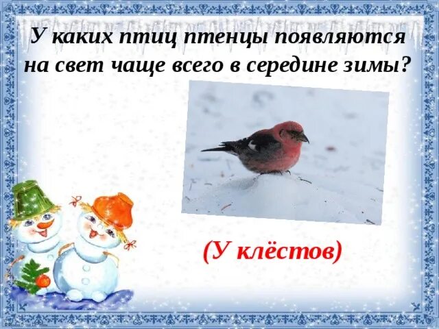 Один раз это было в середине зимы. У какой птицы птенцы появляются на свет чаще всего в середине зимы?. у какой птицы птенцы появляются зимой. у клестов появляются птенцы. у клестов появляются птенцы в какое время.