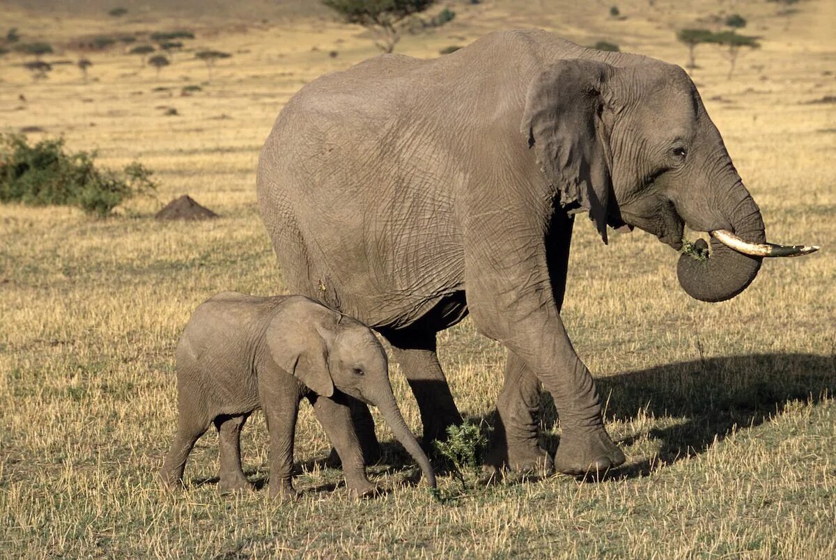 Слоны какой слон крупнее. Слоненок.