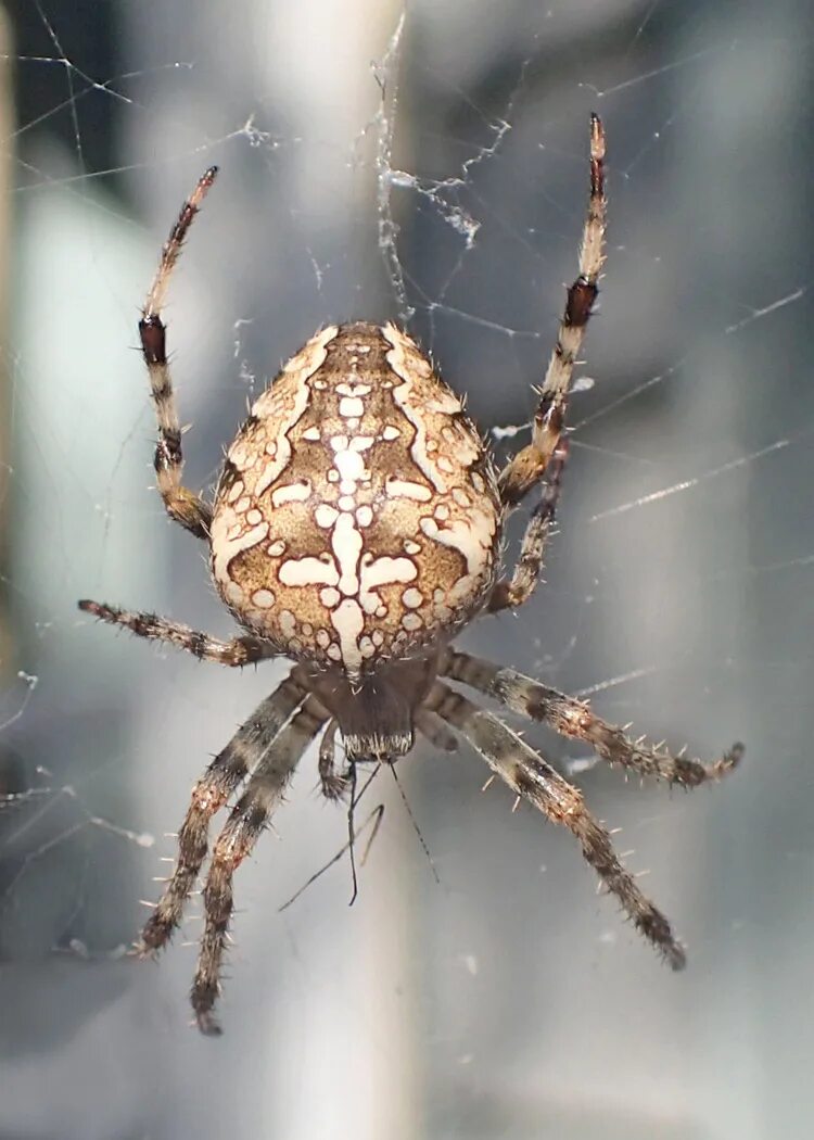 Крестовики опасен ли для человека. Araneus diadematus - крестовик. Gfgre rhtcbfdbr. Паук кругопряд крестовик. Araneus diadematus паук крестовик.