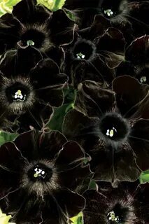 Black описание