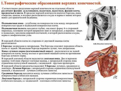 Верхняя граница плеча