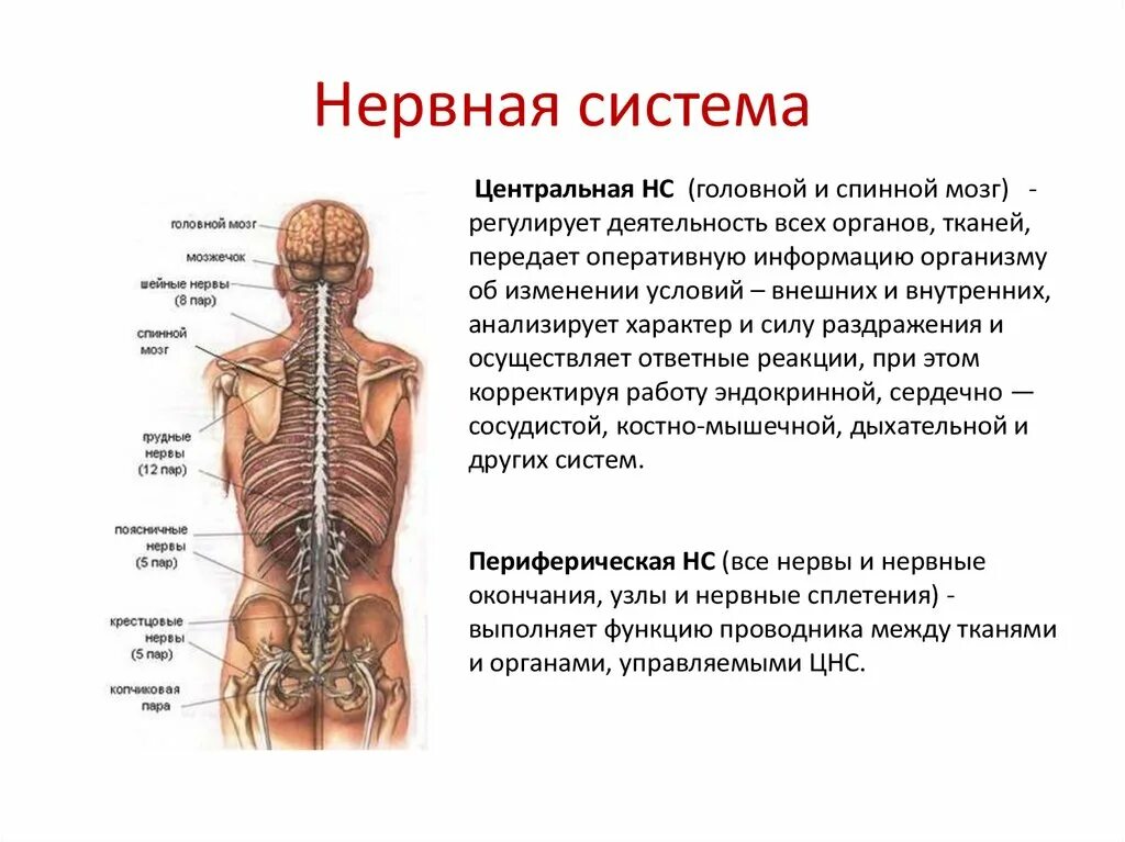 Органы в пояснице. Нервная система схема головной мозг спинной мозг нервы. Анатомия нервной системы позвоночника человека. Нервная система Центральная нервная система спинной мозг. Нервные окончания позвоночника.