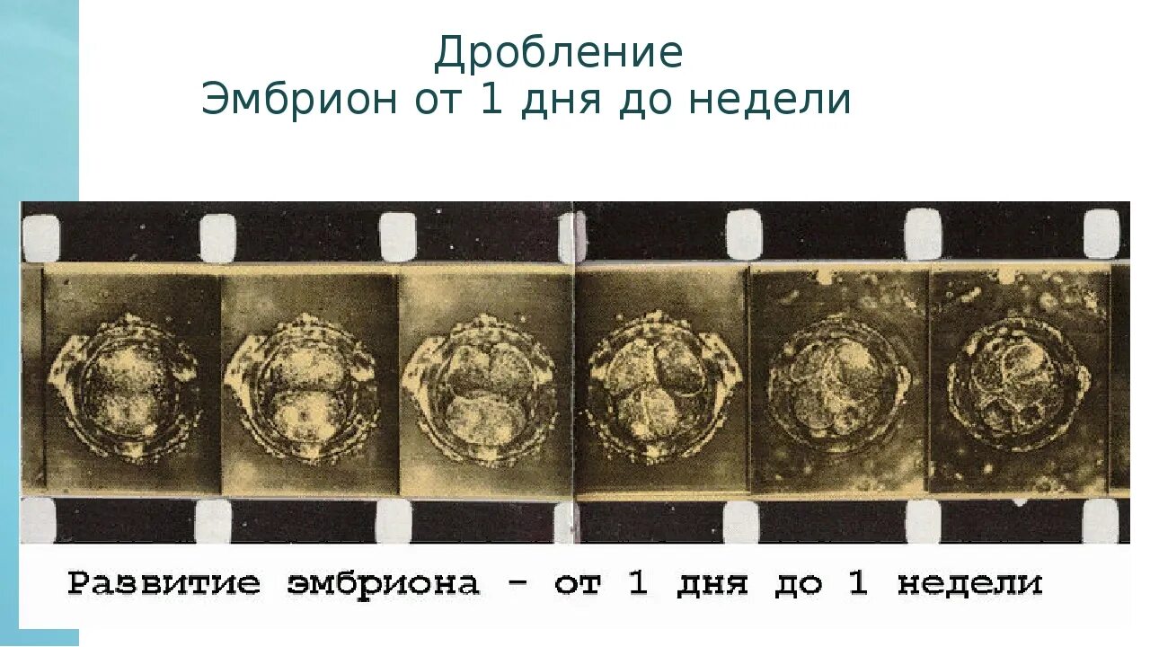 2 недели 6 суток. Эмбрион эко на 5 день. Развитие эмбриона по дням. Формирование эмбриона по дням.