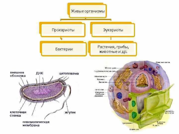 Группы организмов прокариот. Живые организмы прокариоты эукариоты. Грибы прокариоты или эукариоты. Растения эукариоты примеры. Биология 5 класс живые организмы прокариоты эукариоты.