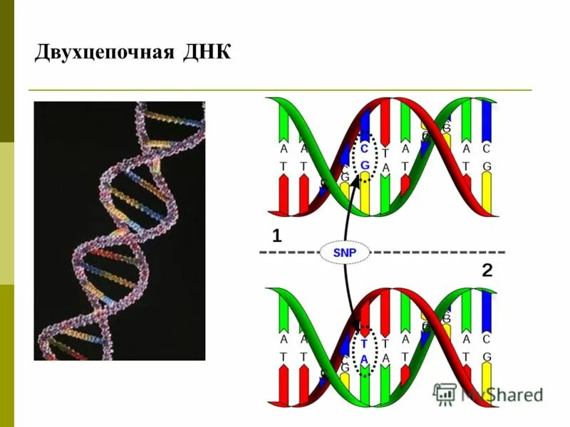 B форма днк. днк 2 0. строение спирали днк. днк 2 0. молекула днк.