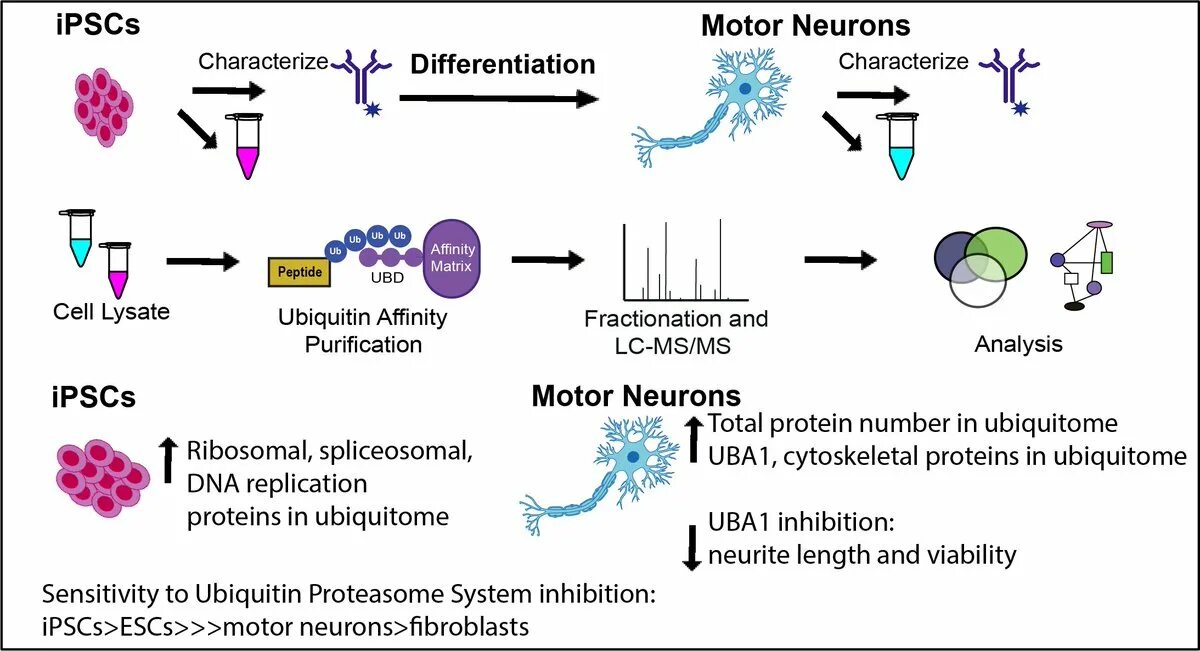 Cell processing. Induced pluripotent stem cells. протеасома. убиквитин-протеасомную система. motor neuron disease.