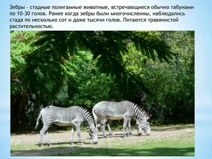 Какие ткани встречаются у животных