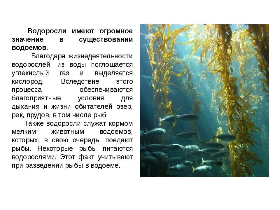 Вывод водорослей. Бурые водоросли эктокарпус. Доклад про водоросли 5 класс по биологии. Интересные факты о водорослях. Сообщение об водораслях.