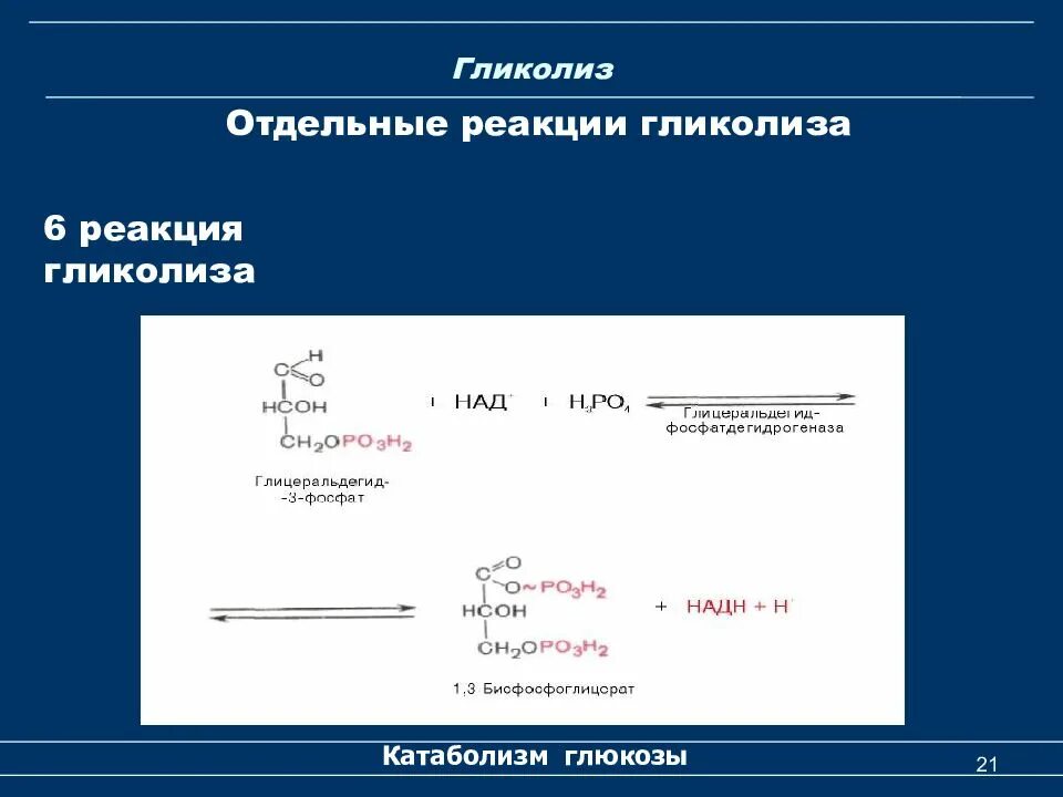 5. Гликолиз. Гликолиз реакции. 6 Реакция гликолиза. Аэробный гликолиз реакции биохимия. Гликолиз последовательность реакций