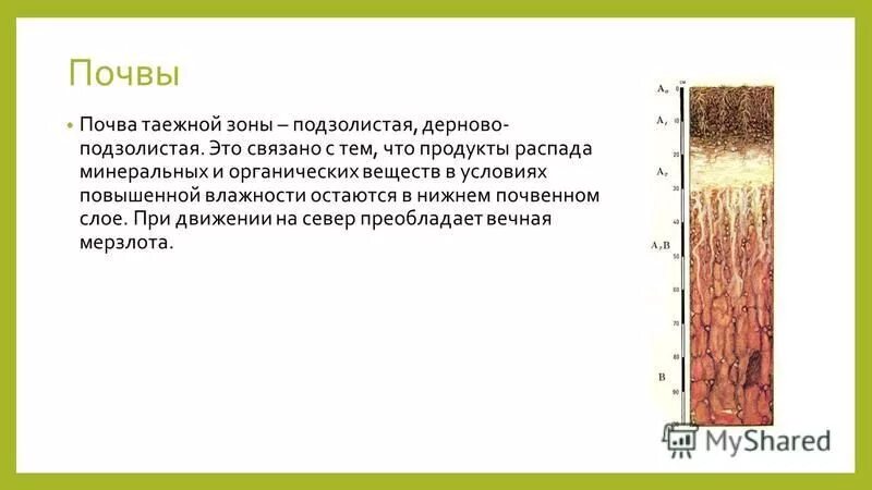 Почвенный профиль мерзлотно Таежные почвы. Дерново-подзолистые почвы зоны почвы. Подзолистые почвы тайги характеристика. Подзолистые и дерново-подзолистые почвы тайги. Средняя тайга почвы