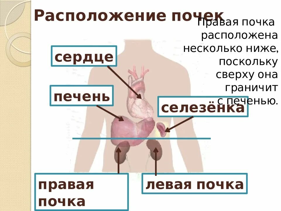 Где находится печень и почки. Где находятся почки и печень у человека. Расположение почек. Печень и почки расположение.