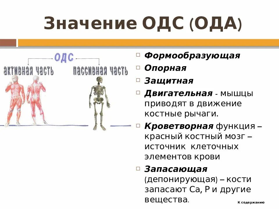 Опорно двигательная система какие функции. Функции опорно-двигательной системы 8 класс биология. Схема функции опорно двигательной системы. Эволюция опорно-двигательной системы биология 8 класс. Таблица Эволюция опорно-двигательной системы человека.