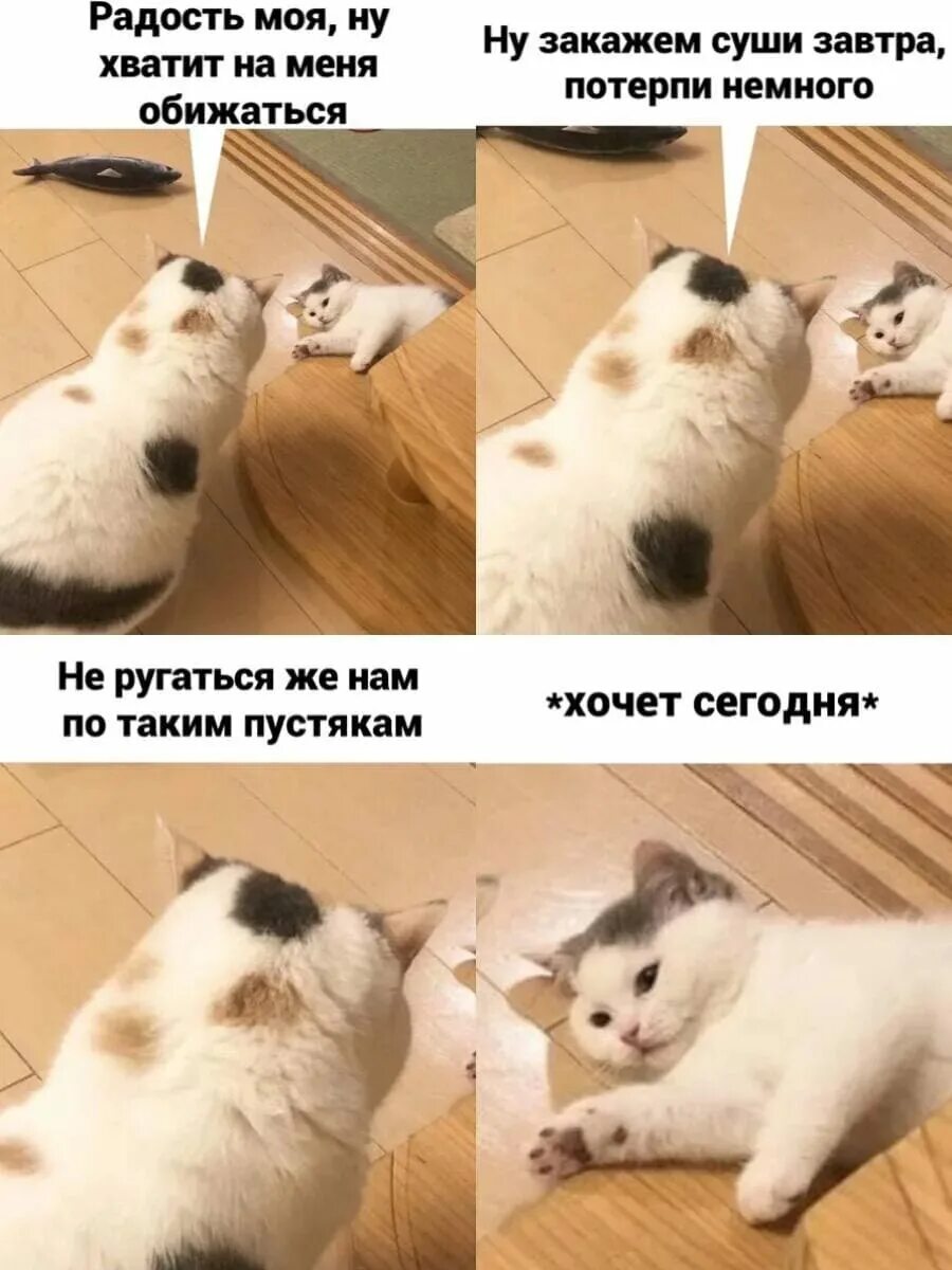 Создать мем с котами. Мемы с котиками. кот мем. кiт мемы. смешные мемы с котом.