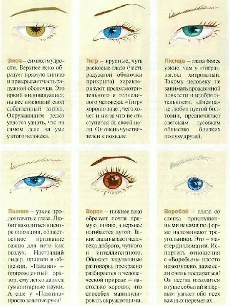 Как узнать какие глаза. Формы глаз человека и название. Как понять какая у тебя форма глаз. Характер по форме глаз. Глаз в разрезе.
