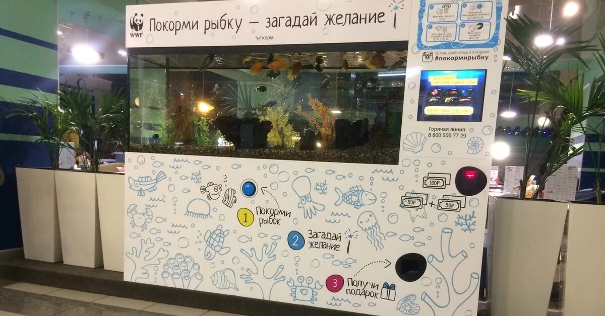 Покорми рыбку загадай желание. Аквариум покорми рыбку загадай. Покорми рыбку загадай желание. Аквариум покорми рыбок. Аквариум покорми рыбок.