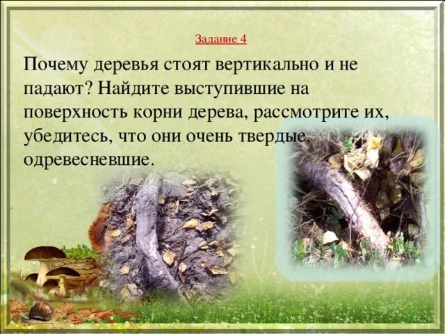 Почему дерево не падает. Почему падают деревья. Дерево упало с корнями. Почему дерево становится серым. Рассмотрите дерево поближе и вы заметите