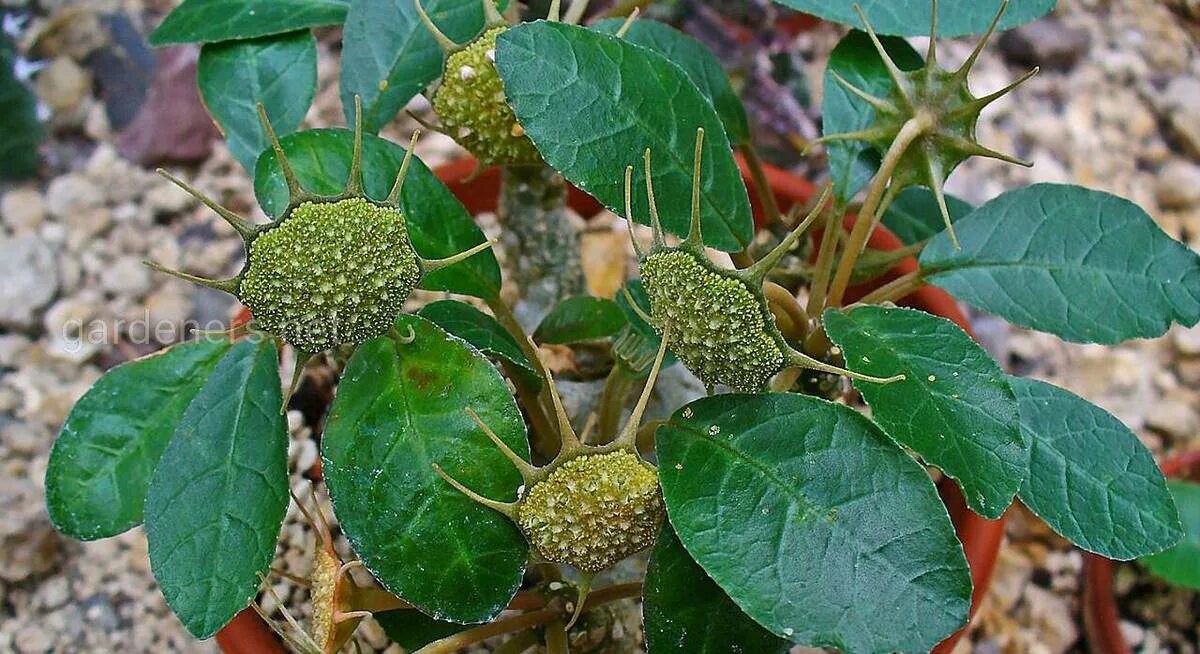 Дорстения. Дорстения Фоэтида. Dorstenia foetida. Дорстения Криспа. Дорстения Хильдебрандта.