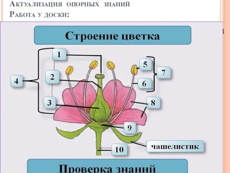 Самостоятельная работа по биологии цветок. Строение цветка. Строение цветка биология. Структура цветка. Схема строения цветка.