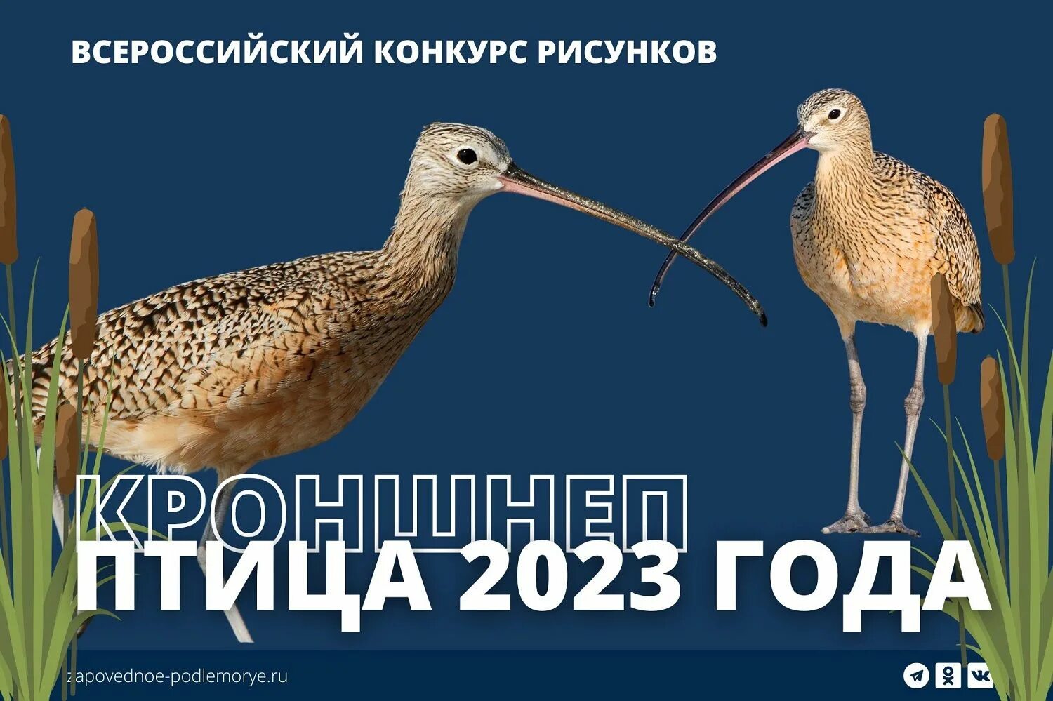 Конкурс птица 2025. Конкурс птица 2025