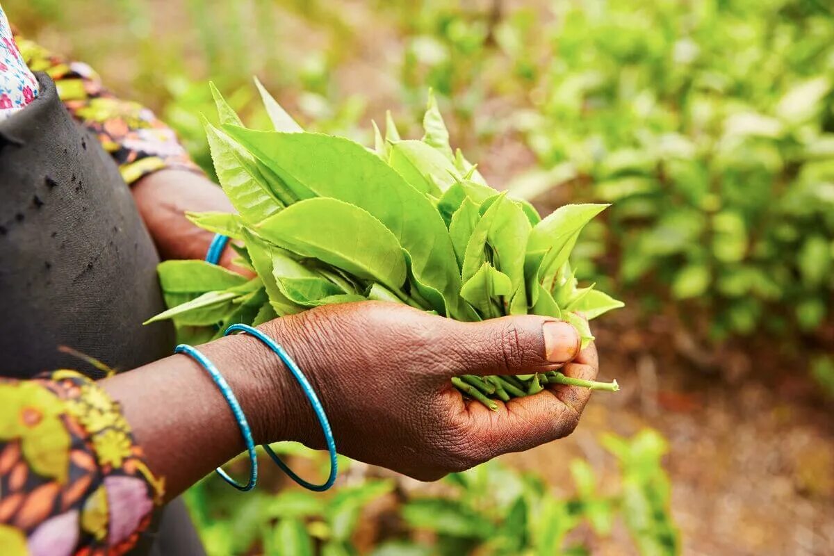 Зеленый чай шри ланка. Types of Black Tea Sri Lanka.