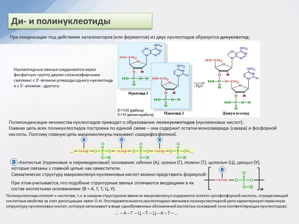 полинуклеотиды. структура полинуклеотидной цепи днк. полинуклеотиды структурная формула. полинуклеотиды. полинуклеотиды.