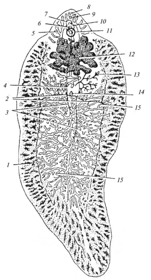 Печеночные сосальщики кишечник. Сосальщик печеночный hepatica. Фасциола обыкновенная строение. Печеночная двуустка строение. Фасциола гепатика строение.
