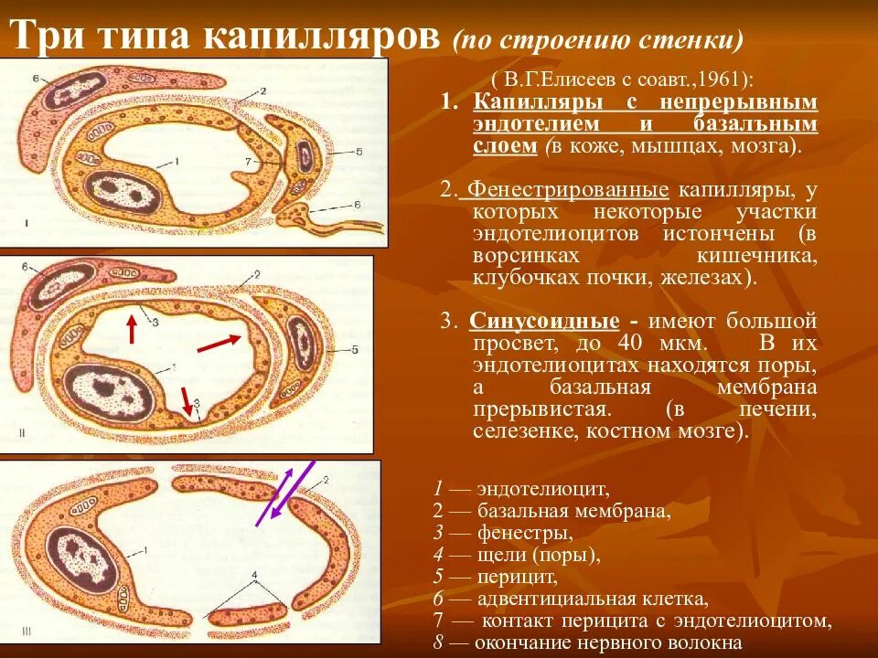 Какие функции капилляров. Фенестрированные капилляры гистология. строение соматического капилляра. классификация кровеносных капилляров. строение фенестрированного капилляра.