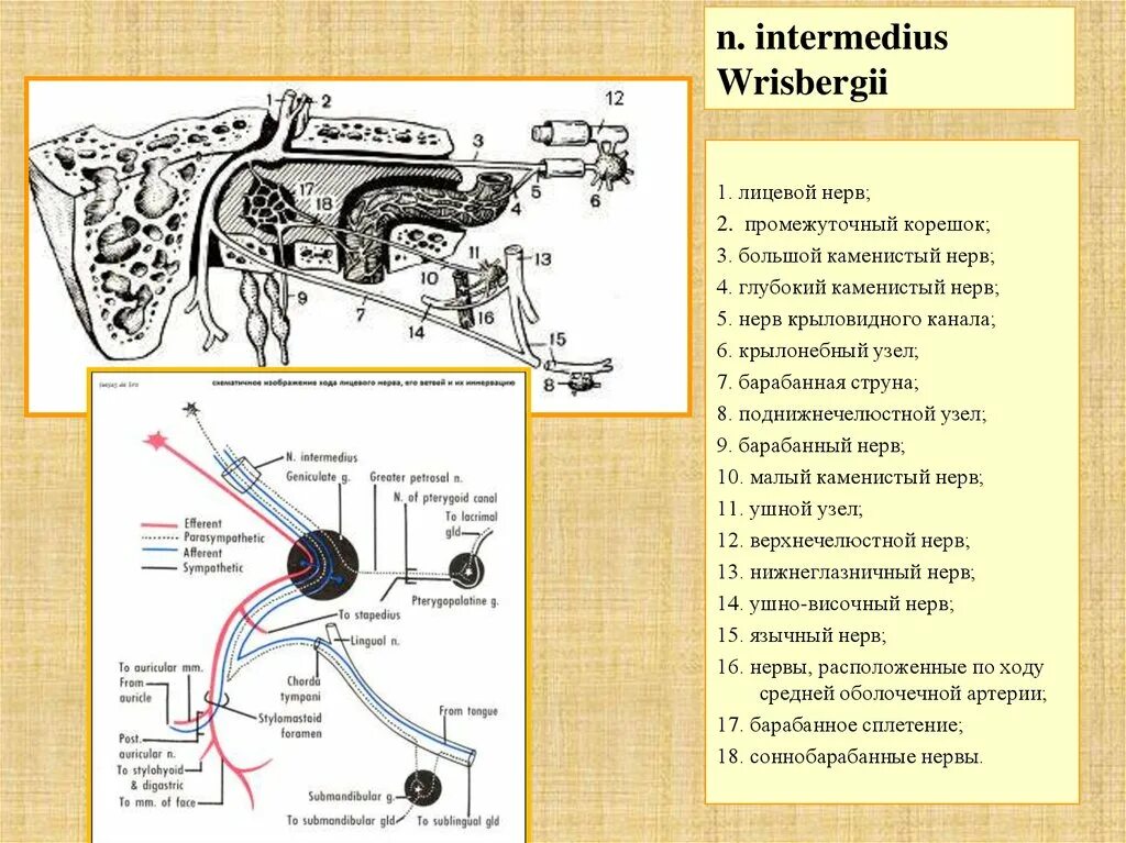 Промежуточный нерв 2 ветви. Большой Каменистый нерв схема. Промежуточный нерв анатомия. Лицевой нерв ветви промежуточного нерва.